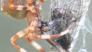 External Digestion of Araneus ishisawai Orbweaver イシサワオニグモ♀（蜘蛛）の体外消化 [upl. by Ziguard]