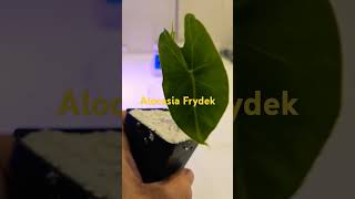 Alocasia Frydek 2024 plants indoorplants hydroponicplants plantlover [upl. by Fitzhugh]