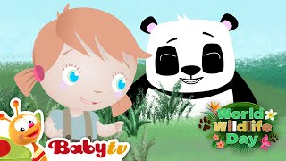 Animales salvajes para niños 🐼 🦁  Jirafa panda y león Día Mundial de la Fauna Silvestre BabyTVSP [upl. by Labana]