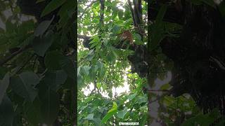 Dekho Kaun Aaya Hai🤩🐵 shorts bajrangbali ytshorts monkeyvideo money shortsfeed animallover [upl. by Notnroht]