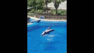 Palmitos Park Zoo Gran Canaria zoo park dolphins [upl. by Smoot]