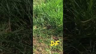 Brachiaria Grass Harvesting with Machete Fodder Mulato Goat Sheep Cattle [upl. by Tiat]