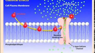 Calcium Channel Blockers [upl. by Irene]