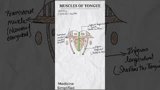 Muscles of Tongue  Intrinsic muscles of tongue  Extrinsic muscles of Tongue shorts anatomy [upl. by Dj130]