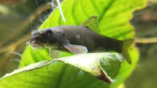 Doctor Fish Chilling [upl. by Gillie]