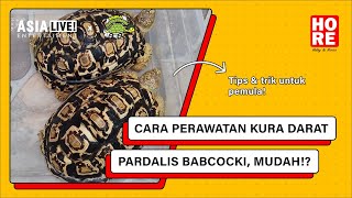 Cara Merawat Leopard Pardalis Babcoki Tortoise [upl. by Leohcin]