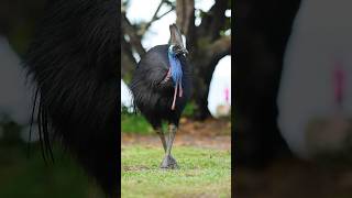 Northern cassowary cassowary dinosaur beautifulbirds birds birdswatching australia [upl. by Akemak]