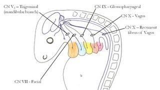 Medical Embryology  Development of the Pharyngeal Arches [upl. by Ivanna616]