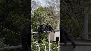 鳴き声と喉に注目 フクロテナガザル Siamang Symphalangus syndactylus 千葉市動物公園 2024 4 7 [upl. by Krantz]