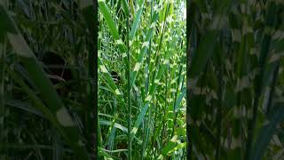 Zebra Grass Miscanthus sinensis Zebrinus in Grass Family Poaceae  Observed in Description [upl. by Ensign610]