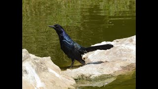 SINGING BOATTAILED GRACKLE [upl. by Becka]