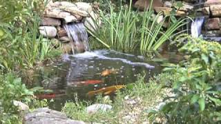 Ponds Watergardens amp Waterfalls Chapter 7 Plants Fish and Water Care [upl. by Bekki]