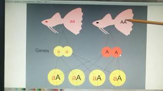 Genética de guppy Gen heterocigoto y homocigoto [upl. by Notak616]