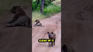 EAGLE Takes on Leopard in EPIC Battle shorts animals edit motivation eagles [upl. by Graniela]