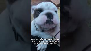 Idiopathic Head Tremors in a Young English Bulldog [upl. by Lebezej951]