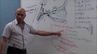 Trigeminal System  Neuroanatomy [upl. by Araf758]