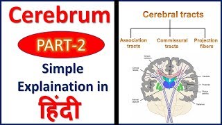 Cerebrum PART 2 Association Commissural amp Projection Tracts in Hindi  Bhushan Science [upl. by Leggett]