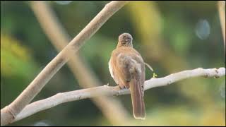 Philippine Bulbul [upl. by Marcin]