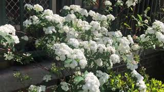 Spiraea cantoniensis  Stunning snow white flowers [upl. by Eurd51]