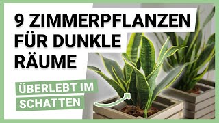 9 Zimmerpflanzen für dunkle Räume [upl. by Dimitris]