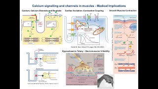 26  Calcium signalling and channels in muscles  Medical Implicationsusmle [upl. by Namzzaj]