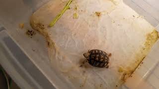 What it costs for a leopard tortoise setup [upl. by Assirat]