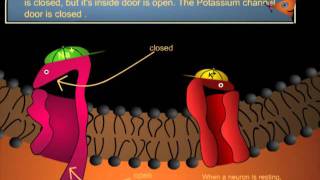 BrainU Cartoon The Action Potential [upl. by Dnomyad]