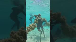 Restoring Reef Ecosystem In 5 Steps [upl. by Eelytsirk]