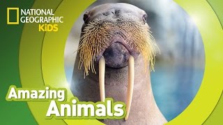 Walrus  Amazing Animals [upl. by Humfrid]