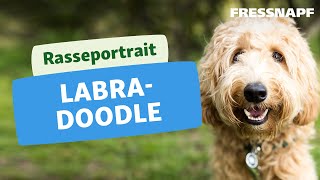 Rasseportrait Labradoodle [upl. by Kalikow]