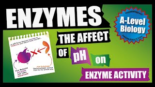 How pH affects Enzyme Activity A Level Biology Revision Lessons by Learnbiologynet [upl. by Rocky378]