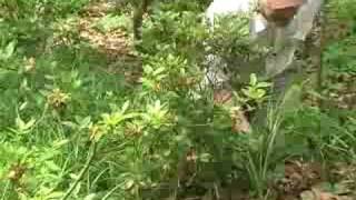 Rejuvenation Pruning of Deciduous Azaleas Part 1 of 3 [upl. by Nahsin]