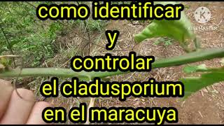 como identificar y controlar el cladusporium en maracuya [upl. by Daffie]