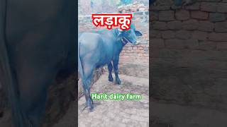 ladaku murrahdairyfarm dairyfarm trending haryana farming [upl. by Radcliffe]