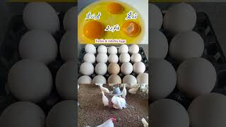 Fertile and Infertile Eggs  Dr ARSHAD [upl. by Codee607]