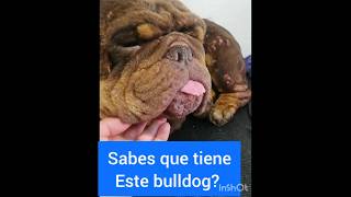 😠 Esto causa el virus del papiloma Canino 😡 [upl. by Eneleoj661]