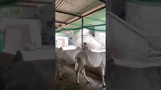 Gomatta🤝 cow village nature srirangapatna paschimavahini [upl. by Ahcas937]