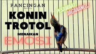 pancingan Burung Konin trotol gacor emosi untuk kolibri ninja ijoan sampe metalik mandorkicau [upl. by Llenet]