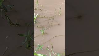 Pangas Fish in Village Pond [upl. by Archer]