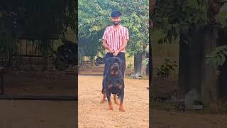 Big Rottweiler big fan ❤️ 😍 shorts [upl. by Andert814]