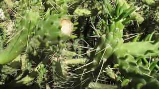 Succulents Cylindropuntia Subulata [upl. by Akerehs821]