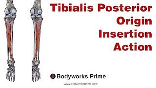 Tibialis Posterior Anatomy Origin Insertion amp Action [upl. by Dewie292]