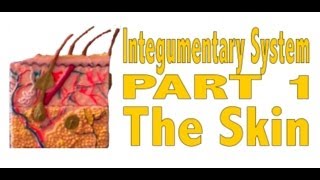 Integumentary System Part 1 The Skin [upl. by Ahen880]