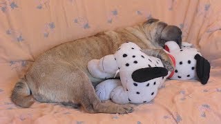 Shar Pei Sleeps with a Toy Puppy [upl. by Dewees]