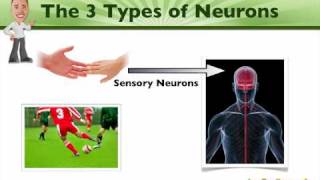 An Introduction to Neurons  BioVid Eisode 2 [upl. by Nonnahc]