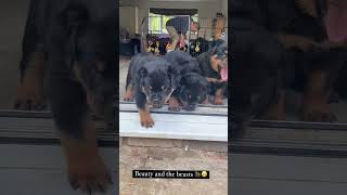 So much adorableness Rottweiler Puppies 🥰 [upl. by Rednasyl]