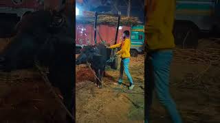 Yari Chandigarh 🫵waliye 👰Teri🥹 punjabi song music newsong popularsong bull follow funny yt [upl. by Godden]