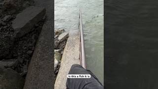 Was it a snag or a fish fishspecies fish freshwaterfish fishpic fishing bigcatfish catfish [upl. by Shirberg]