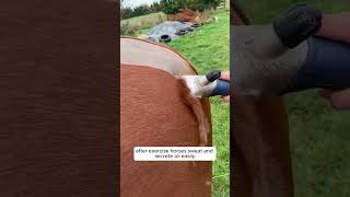 Clipping Horse Fur Why and How HorseGrooming HorseCare [upl. by Romy]