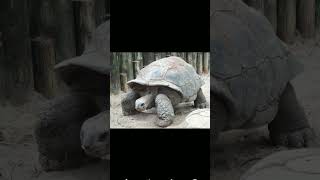 Aldabra Giant Tortoise Aldabrachelys gigantea  Observed in Description [upl. by Lhok]